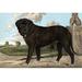 Buyenlarge Mastiff - Print in Brown/Gray | 44 H x 66 W x 1.5 D in | Wayfair 0-587-29169-9C4466