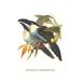 Buyenlarge 'Blsck Billed Mountain Toucan' by John Gould Graphic Art in Brown/Green | 66 H x 44 W x 1.5 D in | Wayfair 0-587-29273-3C4466