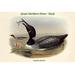 Buyenlarge 'Colymbus Glacialis Great Northern Diver Duck' by John Gould Graphic Art in Black/Gray | 28 H x 42 W x 1.5 D in | Wayfair