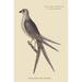 Buyenlarge Swallow Tail Hawk - Graphic Art Print in White | 36 H x 24 W x 1.5 D in | Wayfair 0-587-30550-9C2436