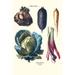 Buyenlarge Vegetables Rhubard Tubers & Cabbage - Graphic Art Print in Blue/Green/Pink | 66 H x 44 W x 1.5 D in | Wayfair 0-587-28550-8C4466