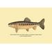 Buyenlarge The Golden Trout of Soda Creek by H.H. Leonard Graphic Art in Brown | 28 H x 42 W x 1.5 D in | Wayfair 0-587-02313-9C2842