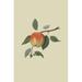 Buyenlarge 'March Apple' by William Hooker Graphic Art in Green | 42 H x 28 W x 1.5 D in | Wayfair 0-587-30847-8C2842