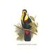 Buyenlarge 'Inca or White Throated Toucan' by John Gould Graphic Art in Black/Red/Yellow | 30 H x 20 W x 1.5 D in | Wayfair 0-587-29205-9C2030