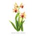 Buyenlarge Mbidium Parishii Sanderae by Henry Moon Painting Print in Green | 66 H x 44 W x 1.5 D in | Wayfair 0-587-03666-4C4466