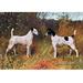 Buyenlarge Two Fox Terriers Painting Print in Black/Brown | 28 H x 42 W x 1.5 D in | Wayfair 0-587-04389-xC2842