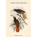 Buyenlarge Drepanoris Bruijnii Bruijn's Bird of Paradise by John Gould - Graphic Art Print in Brown/Green | 42 H x 28 W x 1.5 D in | Wayfair