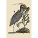Buyenlarge Crested Bittern by Catesby - Graphic Art Print in Gray | 42 H x 28 W x 1.5 D in | Wayfair 0-587-30699-8C2842