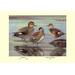 Buyenlarge Gadwall & Coues's Gadwall Ducks by Louis Agassil Fuertes Painting Print in Black/Gray | 28 H x 42 W x 1.5 D in | Wayfair