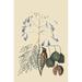 Buyenlarge 'Bahama Finch' by Catesby Graphic Art in Blue/Brown/Green | 42 H x 28 W x 1.5 D in | Wayfair 0-587-30625-4C2842