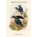 Buyenlarge 'Lophorhina Supbera Supberb Bird of Paradise' by John Gould Graphic Art in Blue/Green | 42 H x 28 W x 1.5 D in | Wayfair