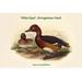 Buyenlarge 'Nyroca Leucophthalmus White-Eyed Ferrogenious Duck' by John Gould Graphic Art in Brown | 28 H x 42 W x 1.5 D in | Wayfair