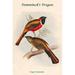 Buyenlarge Trogon Temminckii Temminck by John Gould - Graphic Art Print in Brown | 42 H x 28 W x 1.5 D in | Wayfair 0-587-31856-2C2842