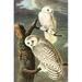 Buyenlarge 'Snowy Owl' by John James Audubon Graphic Art in Brown/Gray/Green | 42 H x 28 W x 1.5 D in | Wayfair 0-587-53575-LC2842