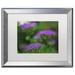 Trademark Fine Art "Purple Seedum" by Kurt Shaffer Framed Photographic Print Canvas | 16 H x 20 W x 0.5 D in | Wayfair KS01203-S1620MF