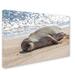 Trademark Fine Art "Hawaiian Monk Seal" by Pierre Leclerc Photographic Print on Wrapped Canvas Canvas | 12 H x 19 W x 2 D in | Wayfair