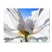 Trademark Fine Art 'White Poppy in the Sun' Graphic Art Print on Wrapped Canvas Metal | 24 H x 32 W x 2 D in | Wayfair ALI17563-C2432GG