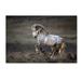 Trademark Fine Art 'Wild Wild West' Photographic Print on Wrapped Canvas Canvas | 12 H x 19 W x 2 D in | Wayfair 1X00654-C1219GG