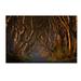 Trademark Fine Art 'The Dark Hedges in The Morning Sunshine' Photographic Print on Wrapped Canvas in White | 30 H x 47 W x 2 D in | Wayfair
