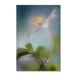 Trademark Fine Art 'Springtime' Graphic Art Print on Wrapped Canvas in White | 47 H x 30 W x 2 D in | Wayfair 1X04126-C3047GG