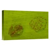 East Urban Home Ecuador Choco rainforest 'Glass Frog w/ Egg-Clutch & Tadpoles Under Leaf' - Photograph Print on Canvas in Green | Wayfair
