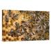 East Urban Home Germany Honey Bee Colony on Honeycomb w/ Queen - Photograph Print on Canvas in Yellow | 20 H x 30 W x 1.5 D in | Wayfair
