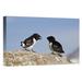 East Urban Home Norway Spitsbergen 'Little Auk Pair' Photographic Print on Wrapped Canvas in Blue/Gray | 12 H x 18 W x 1.5 D in | Wayfair