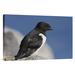 East Urban Home Norway Spitsbergen 'Little Auk' - Photograph Print on Canvas in White | 24 H x 36 W x 1.5 D in | Wayfair NNAI1714 39912546