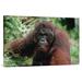 East Urban Home Borneo Tanjung Puting National Park 'Orangutan Old Male' - Photograph Print on Canvas in White | 24 H x 36 W x 1.5 D in | Wayfair