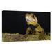 East Urban Home Ecuador Choco Rainforest Esmeraldas 'Bocourt'S Dwarf Iguana' - Photograph Print on Canvas in White | 24 H x 36 W x 1.5 D in | Wayfair