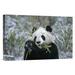 East Urban Home Giant Panda Eating Bamboo - Photograph Print on Canvas in Black/Green | 12 H x 18 W x 1.5 D in | Wayfair NNAI1928 39912768