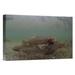 East Urban Home 'Yellowstone Cutthroat Trout School Swimming' Photographic Print on Wrapped Canvas in White | 24 H x 36 W x 1.5 D in | Wayfair