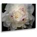 Trademark Fine Art 'Perfect Peony' by Kurt Shaffer Photographic Print on Metal in White | 16 H x 22 W x 1 D in | Wayfair KS1-1622M