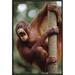 East Urban Home 'Orangutan Hanging on Tree' Framed Photographic Print on Canvas in Brown/Green | 24 H x 16 W x 1.5 D in | Wayfair URBH5235 38225347