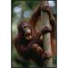 East Urban Home 'Orangutan Hanging on Tree' Framed Photographic Print on Canvas in White | 36 H x 24 W x 1.5 D in | Wayfair URBH4319 38221697