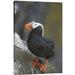 East Urban Home 'Tufted Puffin' Photographic Print on Canvas in Black | 30 H x 1.5 D in | Wayfair URBH8223 38406258