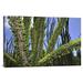 East Urban Home 'Madagascan Ocotillo' Photographic Print on Canvas in Blue/Green | 20 H x 30 W x 1.5 D in | Wayfair URBH8378 38406841