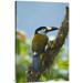 East Urban Home 'Plate-Billed Mountain-Toucan' Photographic Print on Canvas in Blue/Green | 30 H x 1.5 D in | Wayfair URBH8633 38407799