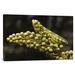 East Urban Home 'Mantis on Pitcher Plant' Photographic Print on Canvas in White | 24 H x 36 W x 1.5 D in | Wayfair URBH8859 38408665