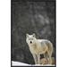 East Urban Home 'Timber Wolf Female' Framed Photographic Print on Canvas in Gray | 24 H x 16 W x 1.5 D in | Wayfair URBH5384 38225921