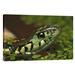 East Urban Home 'Common Garter Snake' Photographic Print on Canvas in Green | 16" H x 24" W x 1.5" D | Wayfair URBH8406 38406949