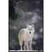 East Urban Home 'Timber Wolf Female' Framed Photographic Print on Canvas in Gray/Green | 24 H x 16 W x 1.5 D in | Wayfair URBH4683 38223133