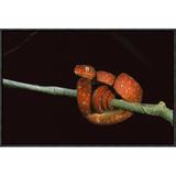 East Urban Home Emerald Tree Boa Coiled Juvenile - Picture Frame Photograph Print on Canvas in Black/Green/Red | 16 H x 24 W x 1.5 D in | Wayfair
