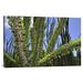 East Urban Home 'Madagascan Ocotillo' Photographic Print on Canvas in White | 24 H x 36 W x 1.5 D in | Wayfair URBH8378 38406842