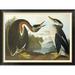 Global Gallery Red-Necked Grebe by John James Audubon - Picture Frame Print on Canvas Canvas, Cotton in Gray | 34.4 H x 46 W x 1.5 D in | Wayfair