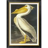 Global Gallery American Pelican by John James Audubon - Picture Frame Graphic Art Print on Canvas Canvas, in White | 36 H x 26 W x 1.5 D in | Wayfair