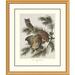 Global Gallery Little Screech Owl or Mottled Owl by John James Audubon Framed Painting Print Plastic/Metal in Green | 40 H x 34 W x 1.5 D in | Wayfair