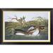 Global Gallery American Pied-Bill Dobchick by John James Audubon - Picture Frame Print on Canvas Canvas, in White | Wayfair GCF-197932-30-190