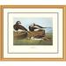 Global Gallery Long-Tailed Duck by John James Audubon Framed Painting Print Plastic/Metal | 34 H x 40 W x 1.5 D in | Wayfair DPF-132800-2430-102