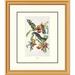 Global Gallery Gray Tyrant by John James Audubon Framed Painting Print Paper in Green | 30 H x 26 W x 1.5 D in | Wayfair DPF-132745-1620-102